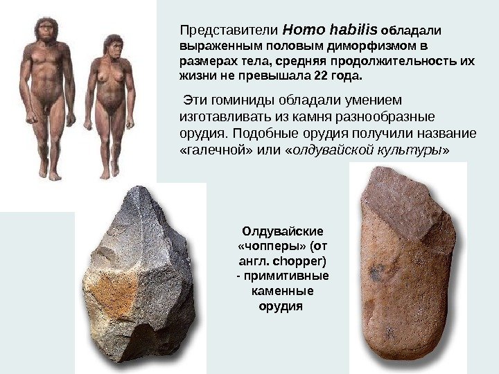 Представители Homo habilis  обладали выраженным половым диморфизмом в размерах тела, средняя продолжительность их