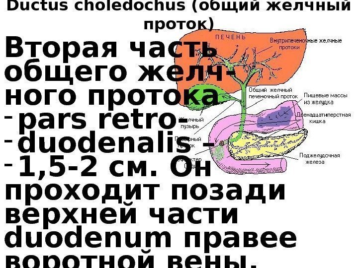 Ductus choledochus (общий желчный проток) Вторая часть общего желч- ного протока - pars retro-