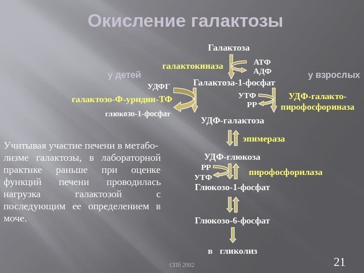 СПб 2002 21 Окисление галактозы Галактоза у детей у взрослых Галактоза-1 -фосфат УДФ-галактоза УДФ-глюкоза