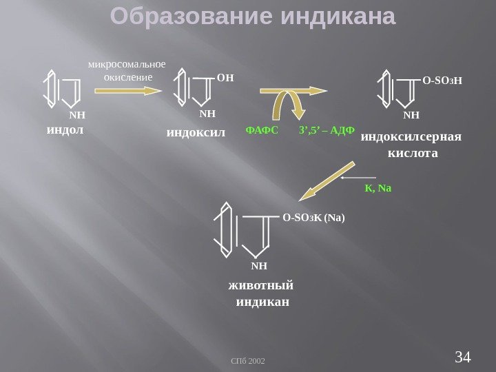 СПб 2002 34 Образование индикана NH индоксилиндол индоксилсерная кислота NH О-SO 3 K животный