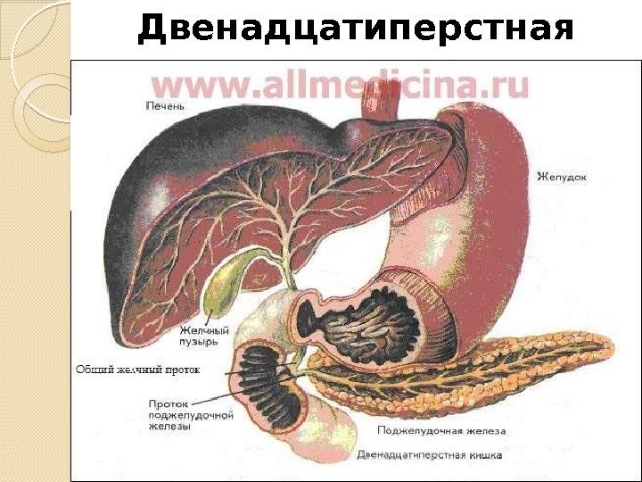 Двенадцатиперстная кишка  