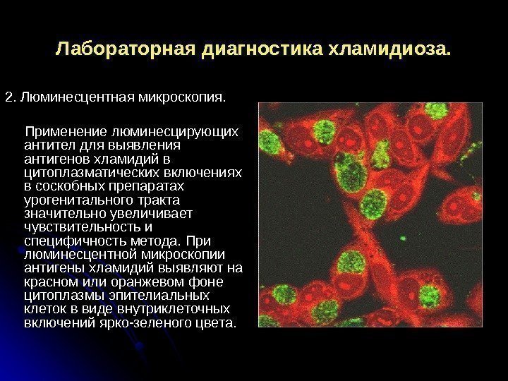 Лабораторная диагностика хламидиоза. 2. Люминесцентная микроскопия.   Применение люминесцирующих антител для выявления антигенов