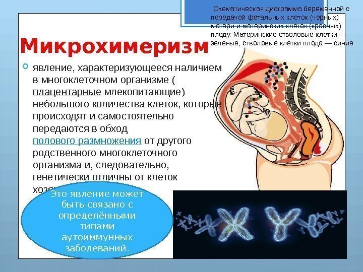 Микрохимеризм явление, характеризующееся наличием в многоклеточном организме ( плацентарные млекопитающие) небольшого количества клеток, которые