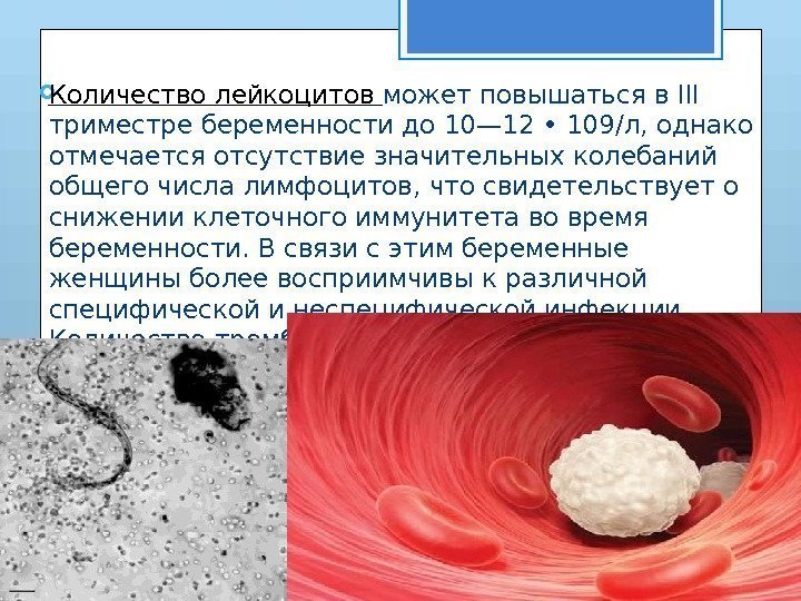  Количество лейкоцитов может повышаться в III триместре бе ременности до 10— 12 •