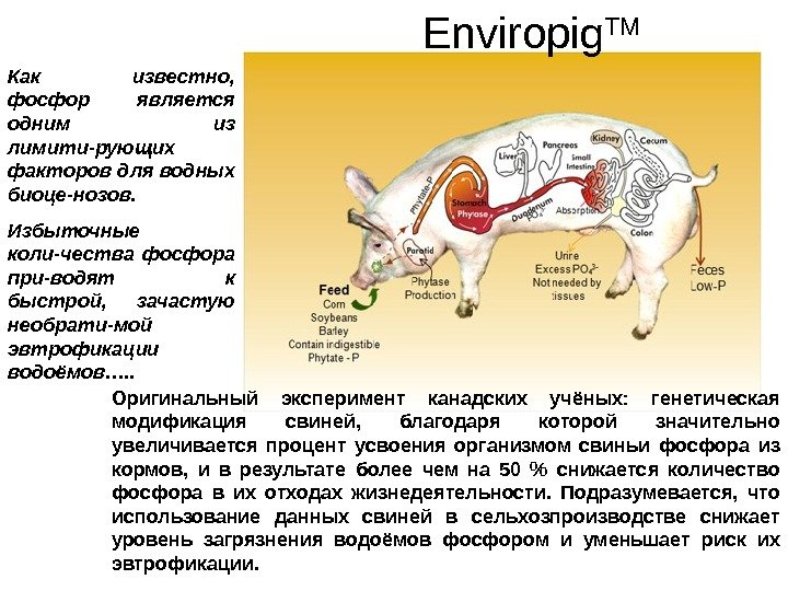   Enviropig TM Оригинальный эксперимент канадских учёных:  генетическая модификация свиней,  благодаря