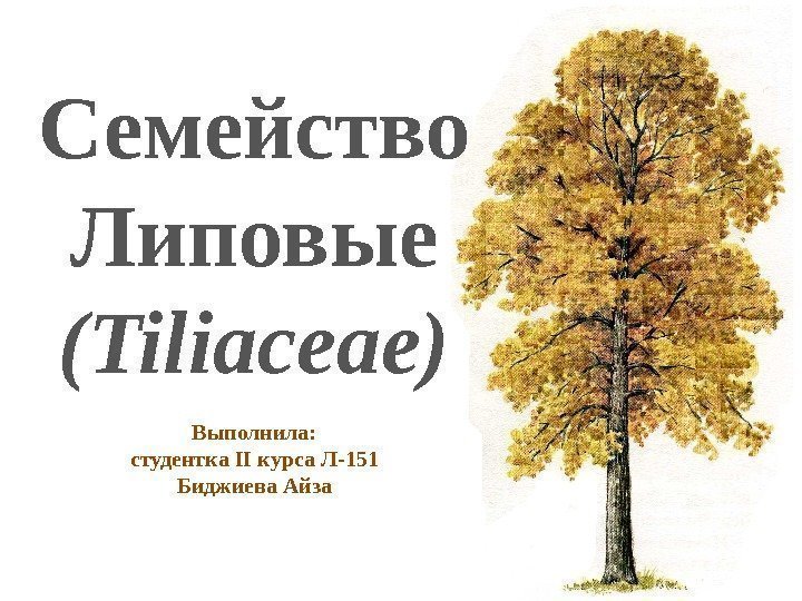 Семейство Липовые (Tiliaceae) Выполнила: студентка II курса Л-151 Биджиева Айза 