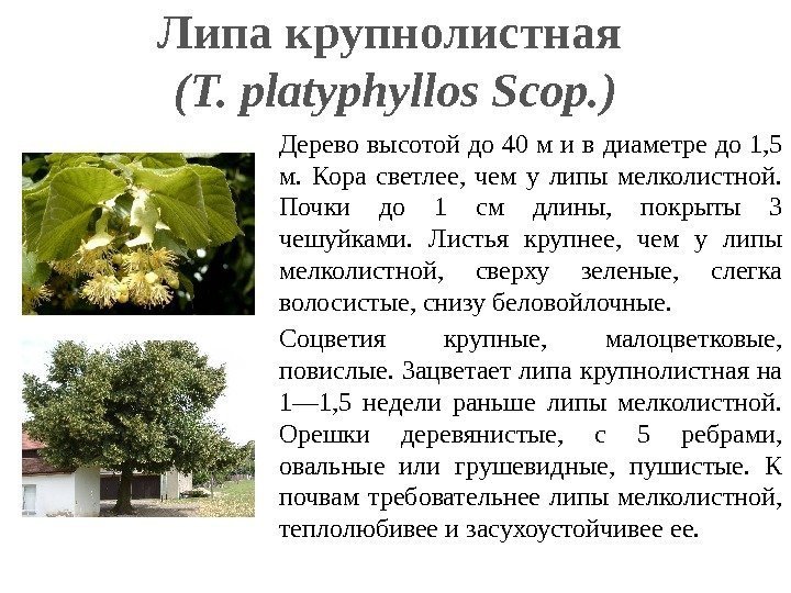 Липа крупнолистная (Т. platyphyllos Scop. ) Дерево высотой до 40 м и в диаметре