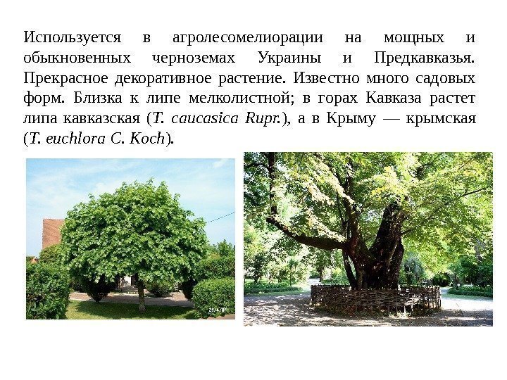 Используется в агролесомелиорации на мощных и обыкновенных черноземах Украины и Предкавказья.  Прекрасное декоративное
