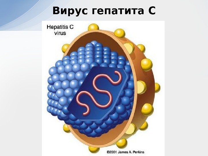 Вирус гепатита С 