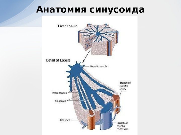 Анатомия синусоида 
