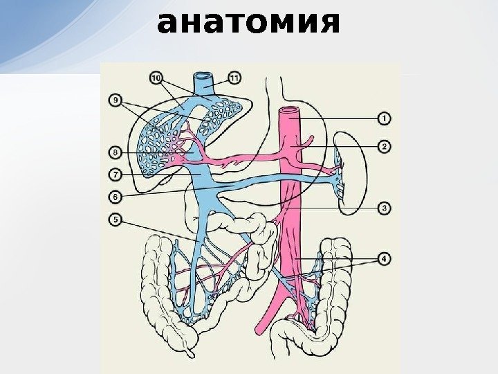 анатомия 