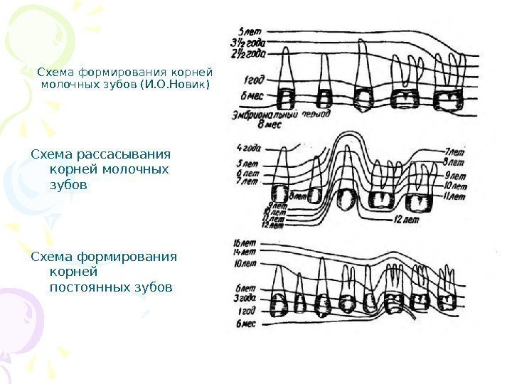 Схема формирования корней молочных зубов (И. О. Новик) Схема рассасывания корней молочных зубов Схема