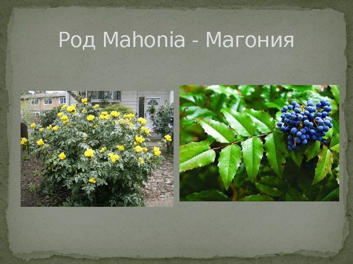 Род Mahonia - Магония 