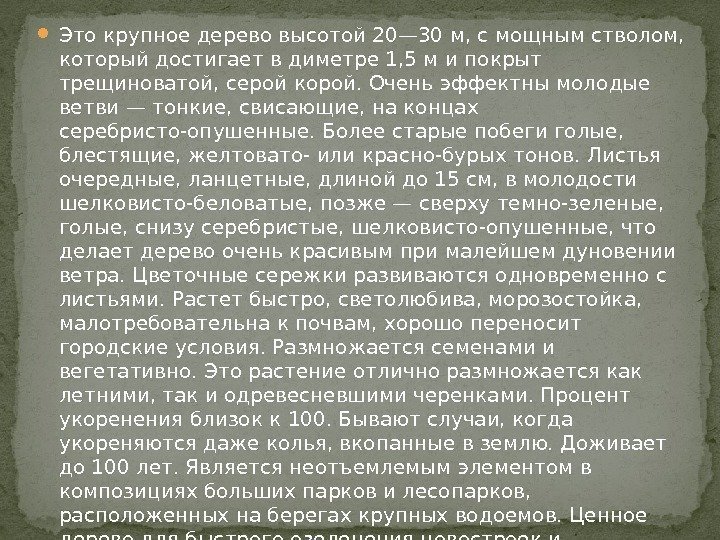  Это крупное дерево высотой 20— 30 м, с мощным стволом,  который достигает