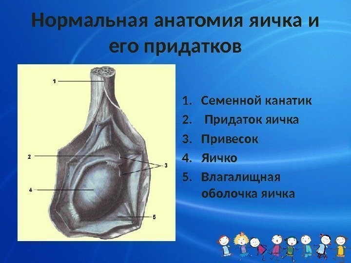 Нормальная анатомия яичка и его придатков 1. Семенной канатик 2.  Придаток яичка 3.