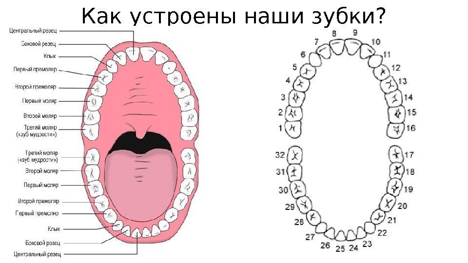 Как устроены наши зубки? 
