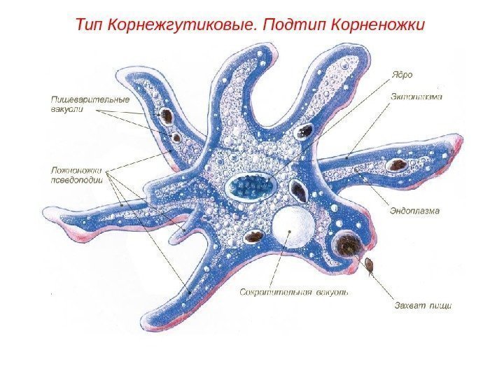 Тип Корнежгутиковые. Подтип Корненожки 