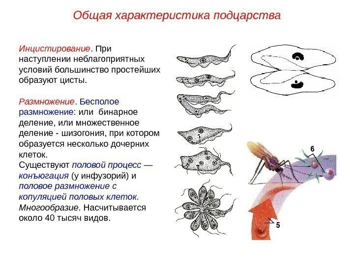 Инцистирование. При наступлении неблагоприятных условий большинство простейших образуют цисты. Размножение.  Бесполое размножение :