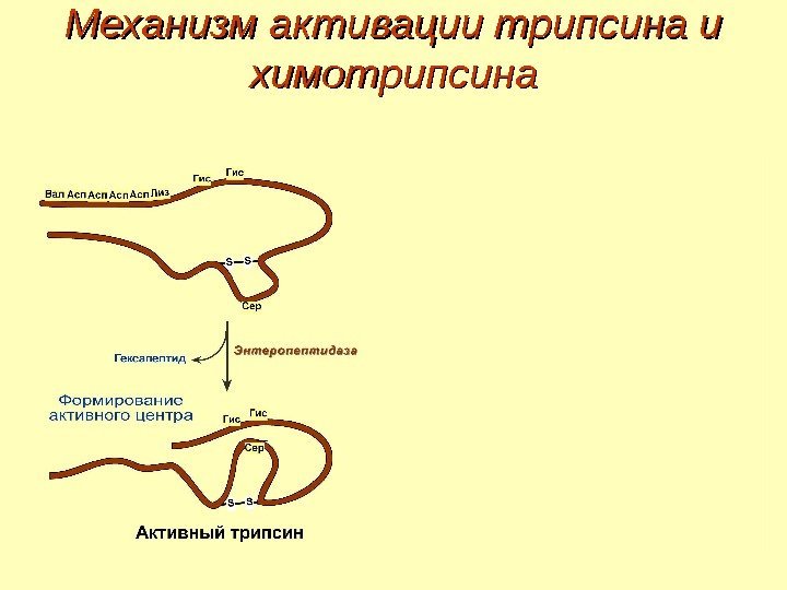 Механизм активации трипсина и химотрипсина 