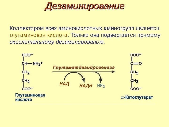 Дезаминирование Коллектором всех аминокислотных аминогрупп является глутаминовая кислота. Только она подвергается прямому окислительному дезаминированию.