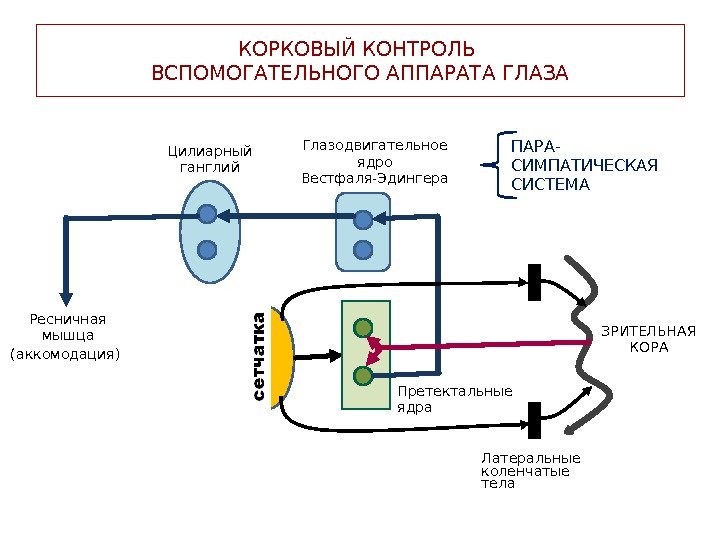 КОРКОВЫЙ КОНТРОЛЬ ВСПОМОГАТЕЛЬНОГО АППАРАТА ГЛАЗА ПАРА- СИМПАТИЧЕСКАЯ СИСТЕМА Латеральные коленчатые тела Ресничная мышца (аккомодация)