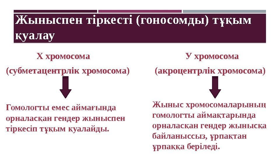 Жыныспен тіркесті (гоносомды) т ым  ұқ уалау қ    Х хромосома