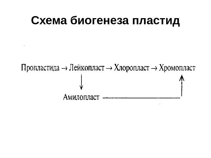 Схема биогенеза пластид 