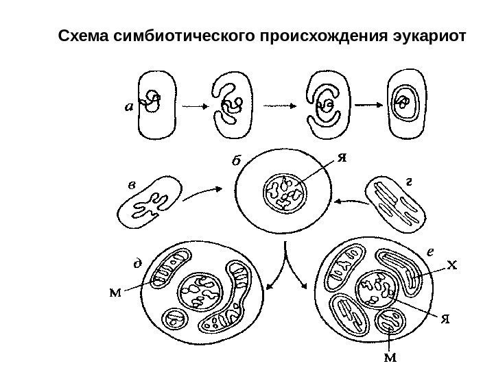 Схема симбиотического происхождения эукариот 