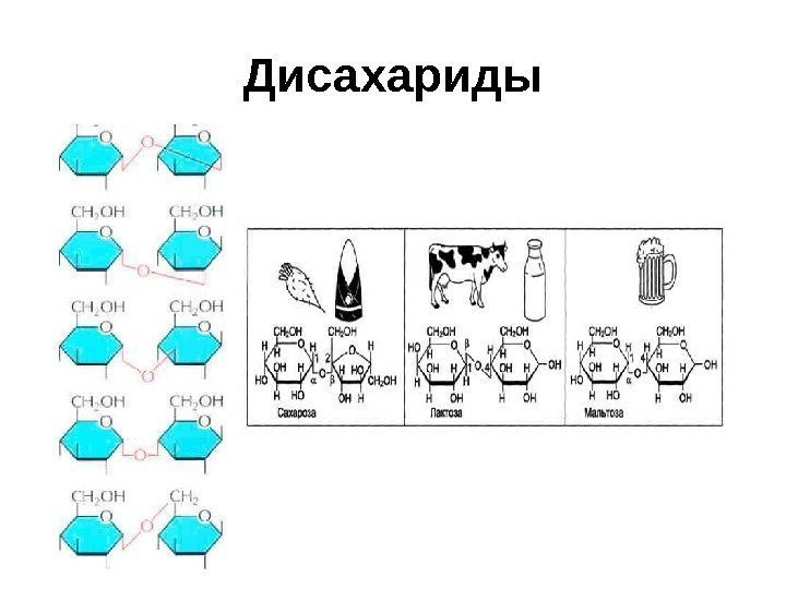 Дисахариды 