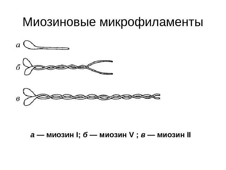 Миозиновые микрофиламенты а — миозин I;  б — миозин V ;  в—