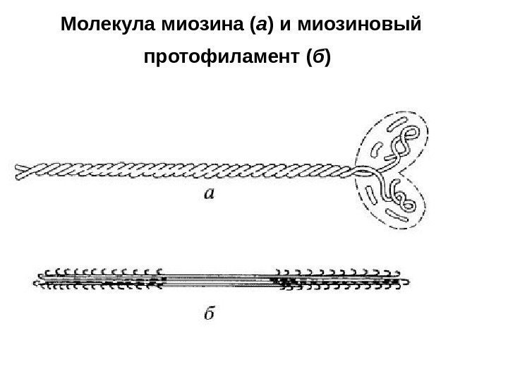 Молекула миозина ( а ) и миозиновый протофиламент ( б )  