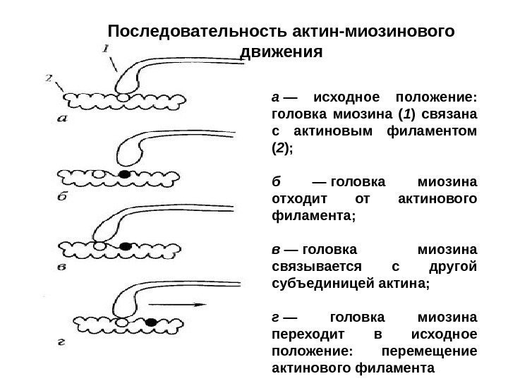 а — исходное положение:  головка миозина ( 1 ) связана с актиновым филаментом