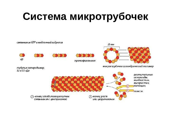 Система микротрубочек 