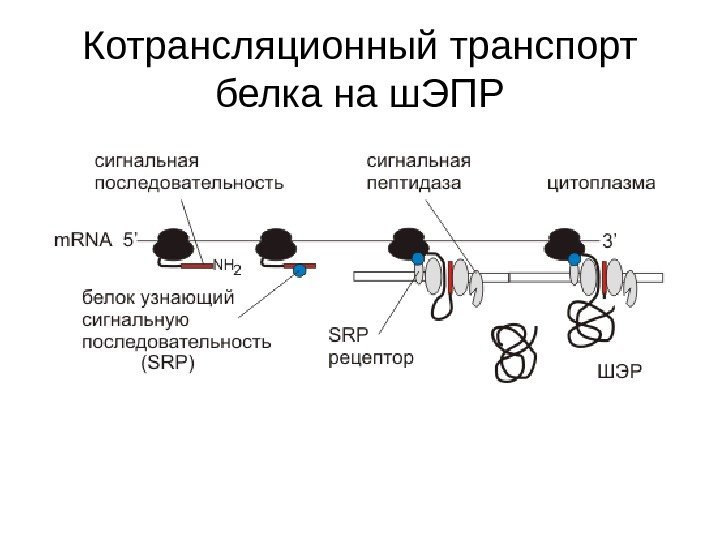Котрансляционный транспорт белка на ш. ЭПР 