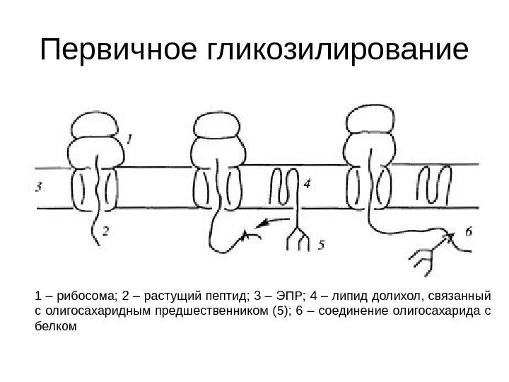 Первичное гликозилирование 1 – рибосома; 2 – растущий пептид; 3 – ЭПР; 4 –