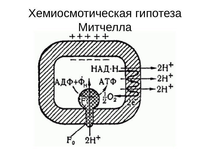 Хемиосмотическая гипотеза Митчелла 