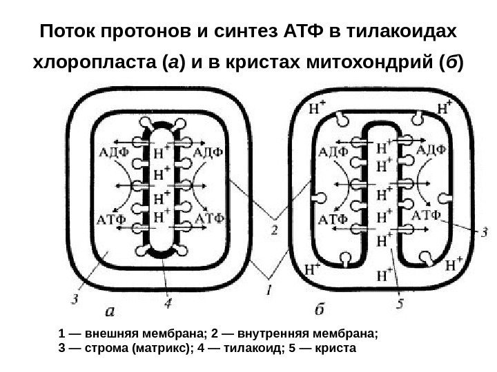Поток протонов и синтез АТФ в тилакоидах хлоропласта ( а ) и в кристах