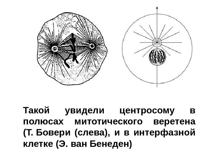 Такой увидели центросому в полюсах митотического веретена (Т. Бовери (слева),  и в интерфазной