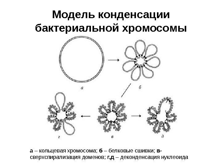 Модель конденсации бактериальной хромосомы а – кольцевая хромосома;  б – белковые сшивки; 