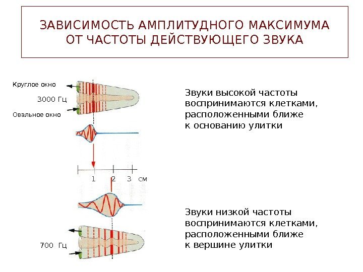 ЗАВИСИМОСТЬ АМПЛИТУДНОГО МАКСИМУМА ОТ ЧАСТОТЫ ДЕЙСТВУЮЩЕГО ЗВУКА 1  2 3  см. Круглое