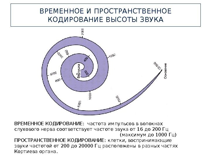 ВРЕМЕННОЕ И ПРОСТРАНСТВЕННОЕ КОДИРОВАНИЕ ВЫСОТЫ ЗВУКА ВРЕМЕННОЕ КОДИРОВАНИЕ:  частота импульсов в волокнах слухового