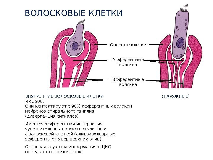 ВОЛОСКОВЫЕ КЛЕТКИ Опорные клетки Афферентные волокна Эфферентные волокна ВНУТРЕННИЕ ВОЛОСКОВЫЕ КЛЕТКИ Их 3500. Они