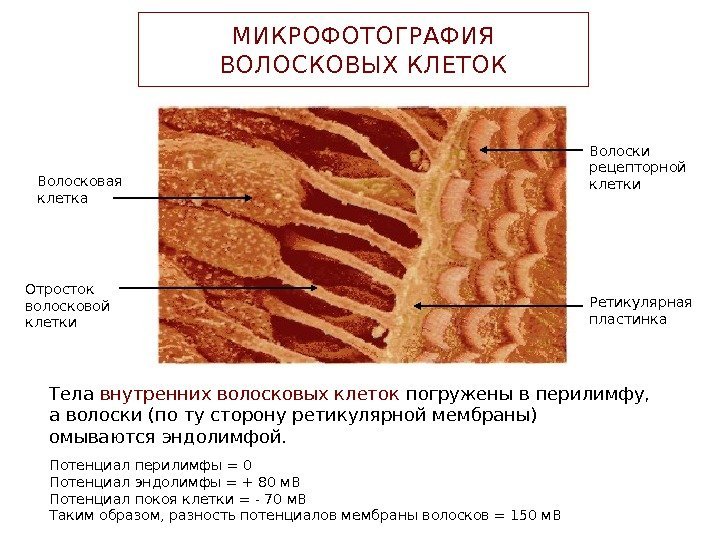 МИКРОФОТОГРАФИЯ ВОЛОСКОВЫХ КЛЕТОК Волосковая клетка Отросток волосковой клетки Волоски рецепторной клетки Ретикулярная пластинка Тела