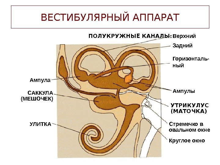 ВЕСТИБУЛЯРНЫЙ АППАРАТ мешочекматочка. ПОЛУКРУЖНЫЕ КАНАЛЫ: Верхний Задний Горизонталь- ный Ампула Ампулы УТРИКУЛУС (МАТОЧКА) Стремечко