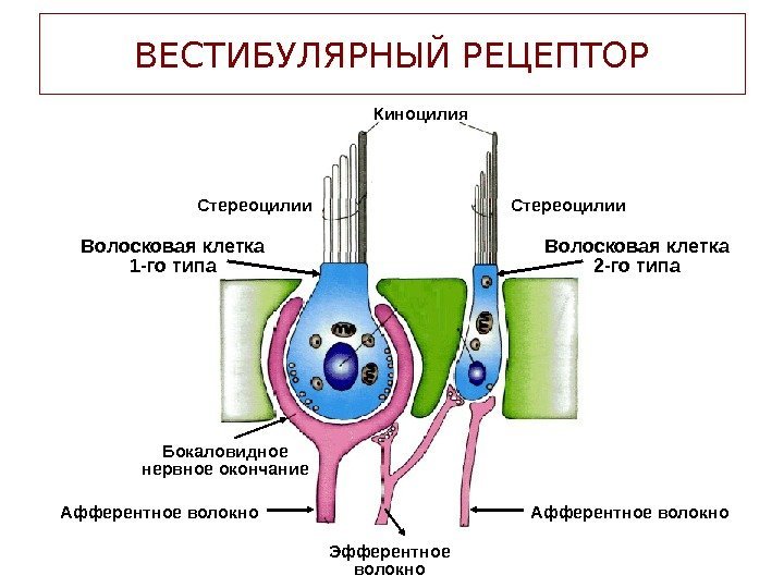 ВЕСТИБУЛЯРНЫЙ РЕЦЕПТОР Киноцилия Стереоцилии Волосковая клетка 2 -го типа. Волосковая клетка 1 -го типа