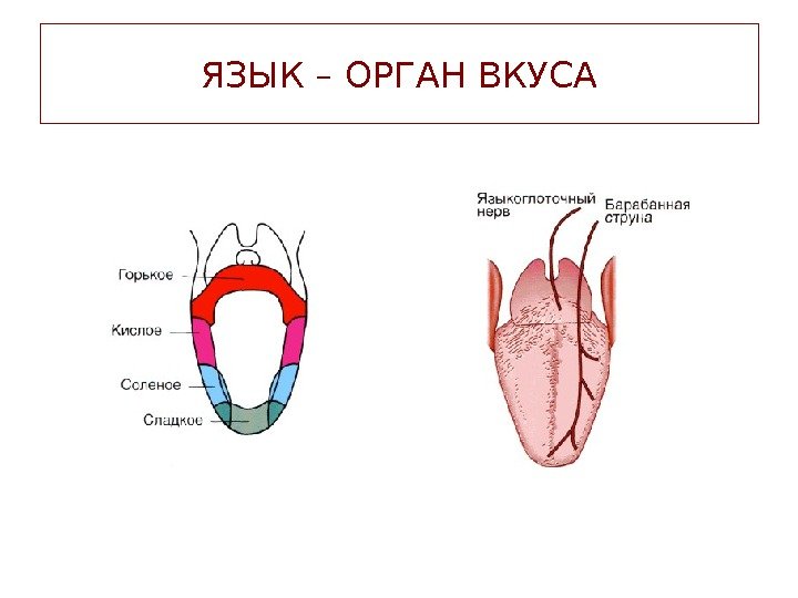 ЯЗЫК – ОРГАН ВКУСА 