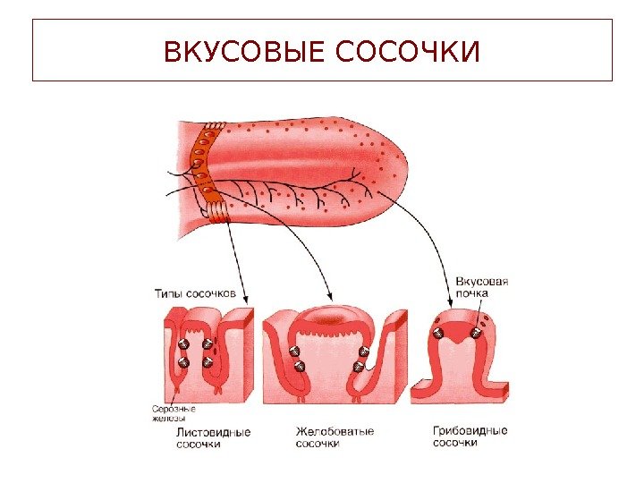 ВКУСОВЫЕ СОСОЧКИ 