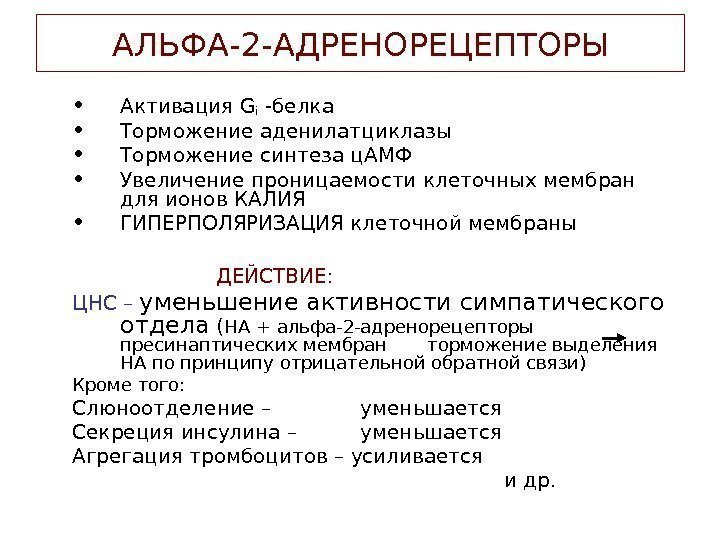   АЛЬФА-2 -АДРЕНОРЕЦЕПТОРЫ • Активация G i - белка • Торможение аденилатциклазы 