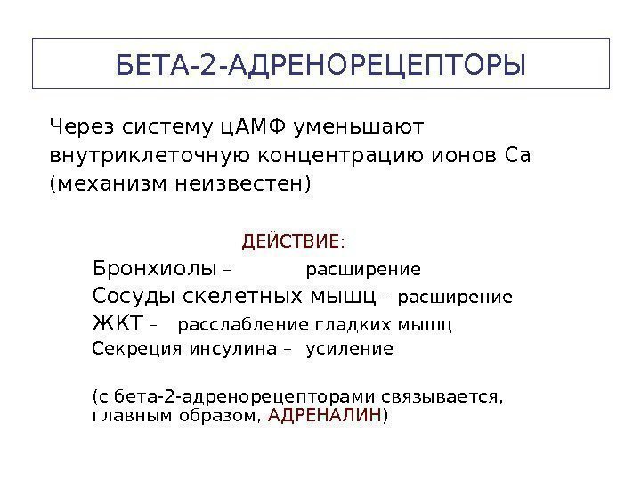   БЕТА-2 -АДРЕНОРЕЦЕПТОРЫ Через систему ц. АМФ уменьшают внутриклеточную концентрацию ионов Са (механизм