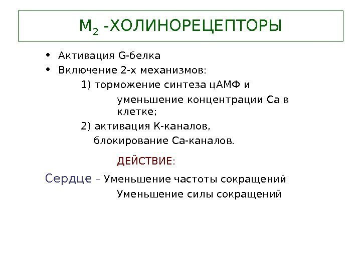   М 2 -ХОЛИНОРЕЦЕПТОРЫ • Активация G- белка • Включение 2 -х механизмов: